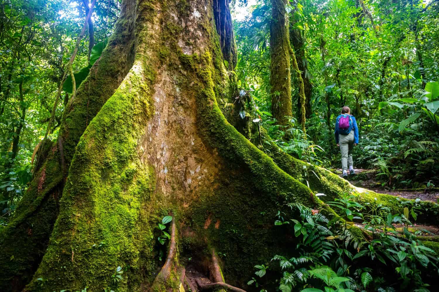 backpacker girl walks through dense jungle in monteverde cloud forest, Costa Rica; walk through fairy tale, magical tropical rainforest; wild nature of Costa Rica	