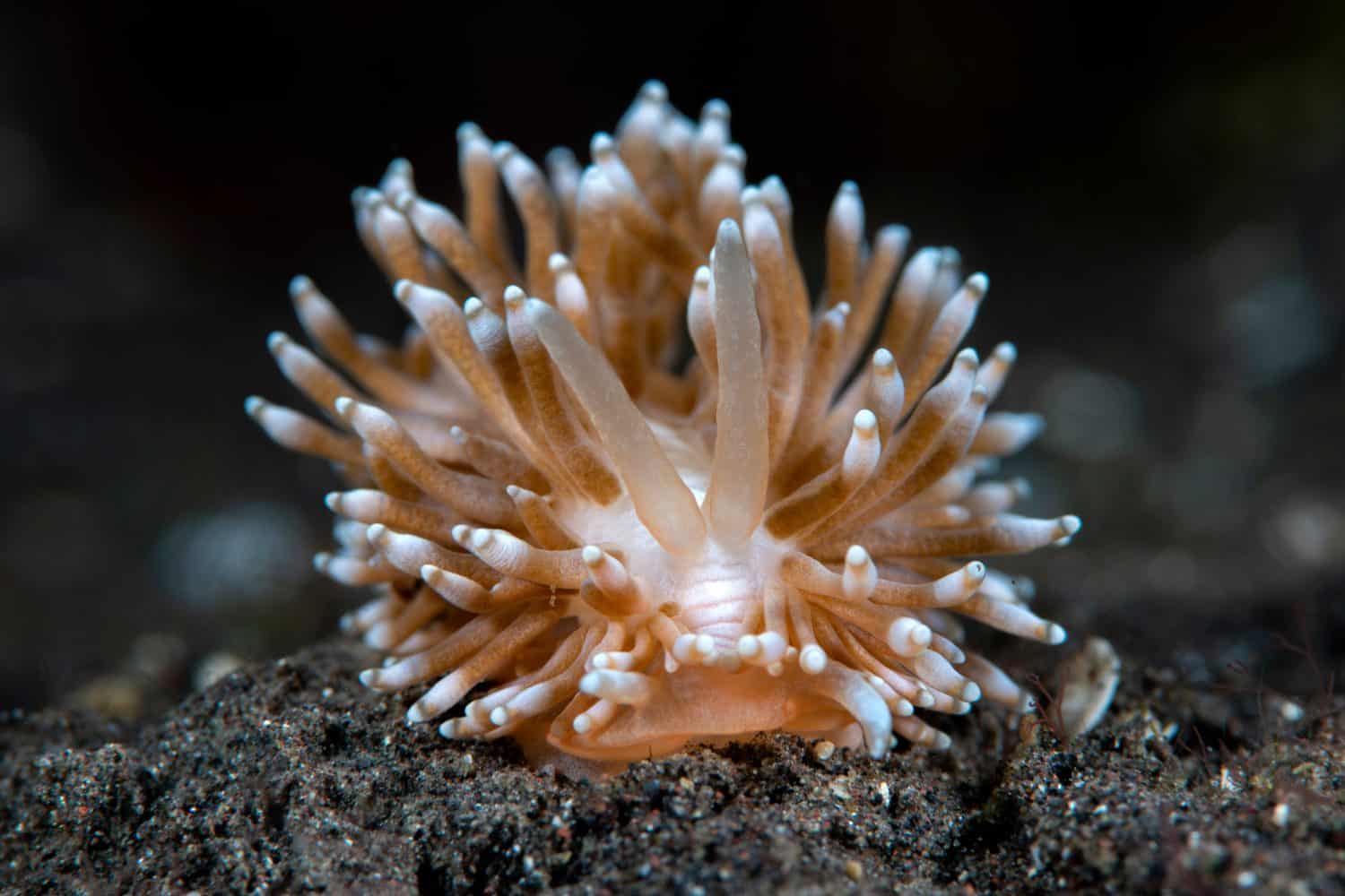 Nudibranch (sea slug) - Phestilla goniophaga on the sea bottom. Underwater macro world of Tulamben, Bali, Indonesia.