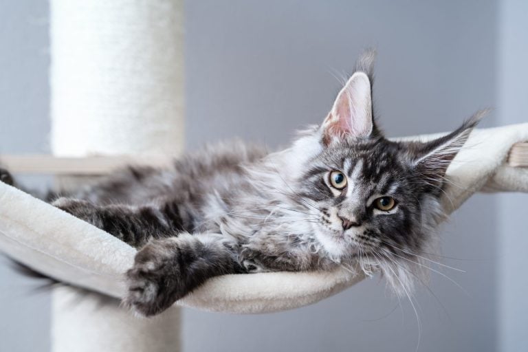 Cute tabby silver grey young maine coon cat lying on hammock on cat tree at home looking at camera. 4 month old kitten relaxing