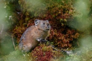 Discover 5 Animals That Eat Moss Picture