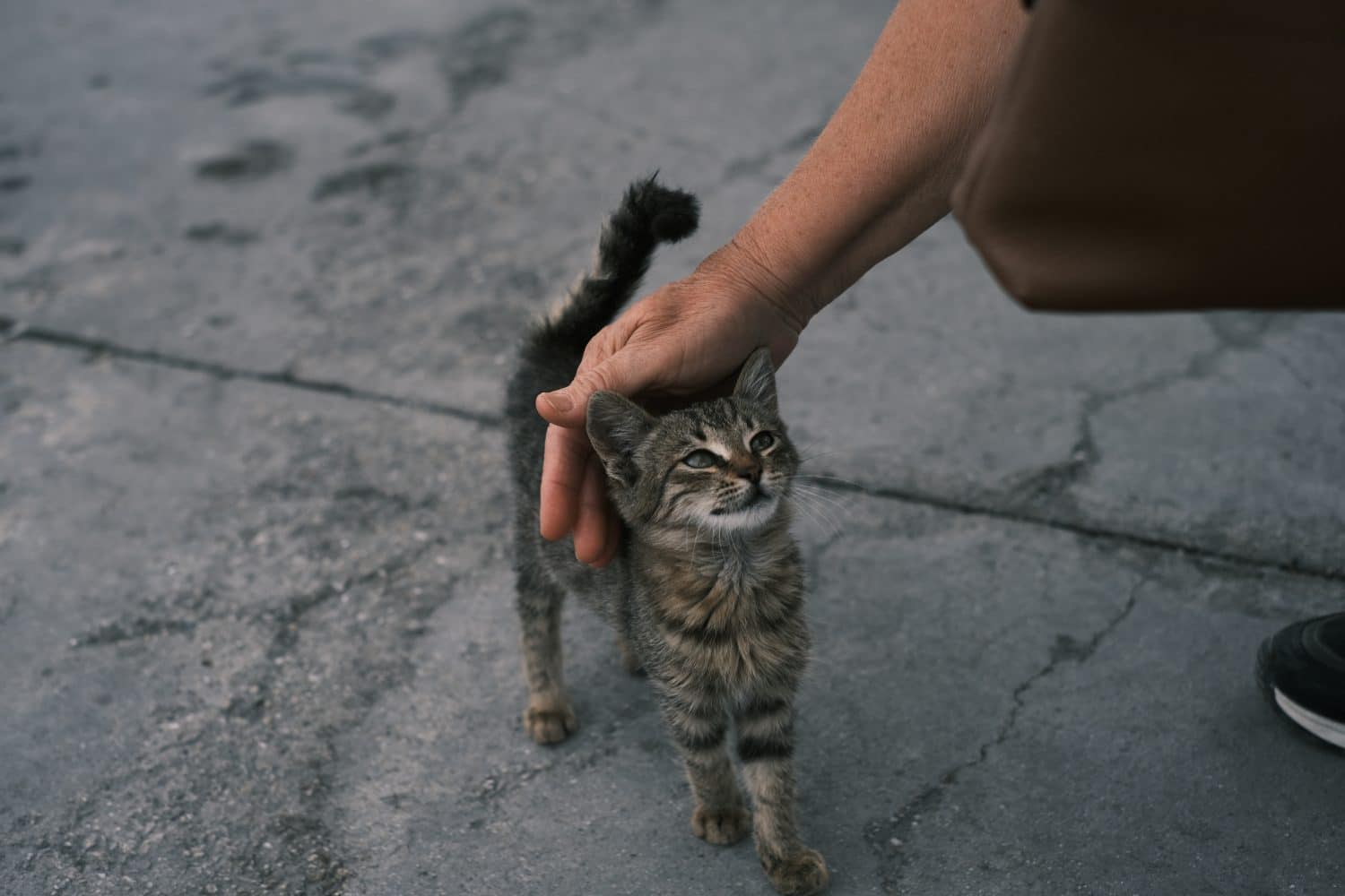 Someone petting a street kitten