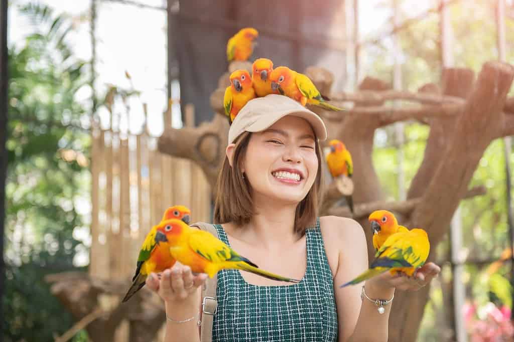 Asian beautiful woman enjoying with bird on hand and body in cage background, Love for animals. Pet care, Parrot training, Smiling woman playing with her bird pet, Sun Conure parrot bird group.