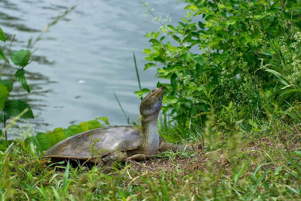 The Complete List of All 13 Turtles Found in Pennsylvania - A-Z Animals