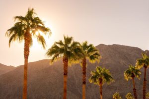 The Only 14 States in America Where You’ll Find Palm Trees Picture