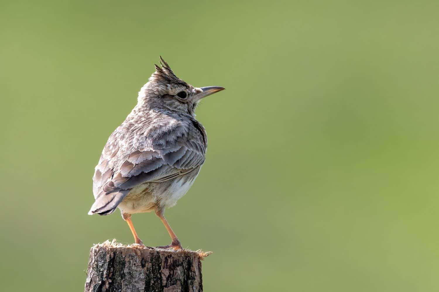 Crested lark standing on stake