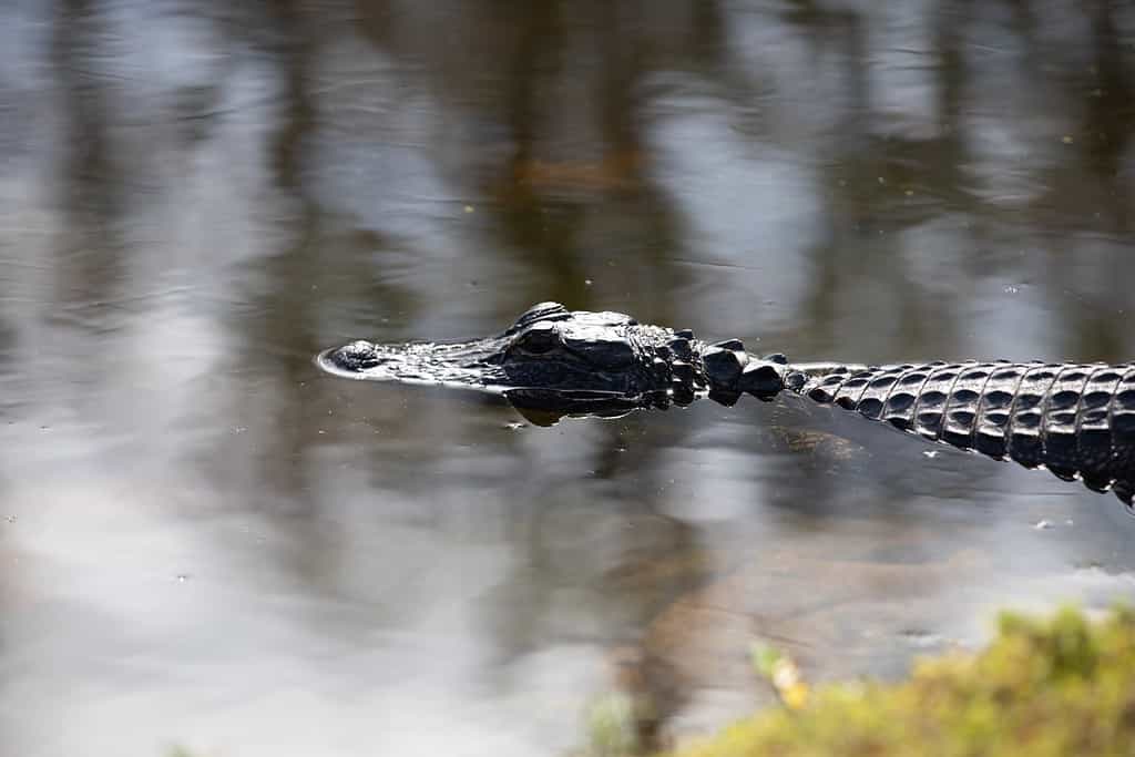 Alligator floating in a pond in Florida