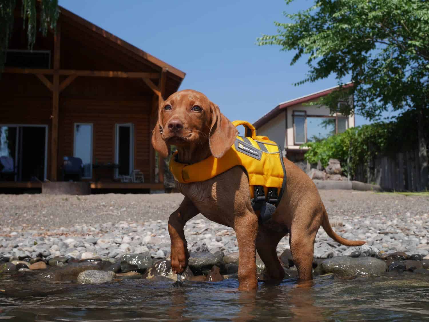 A young Vizsla puppy standing in water