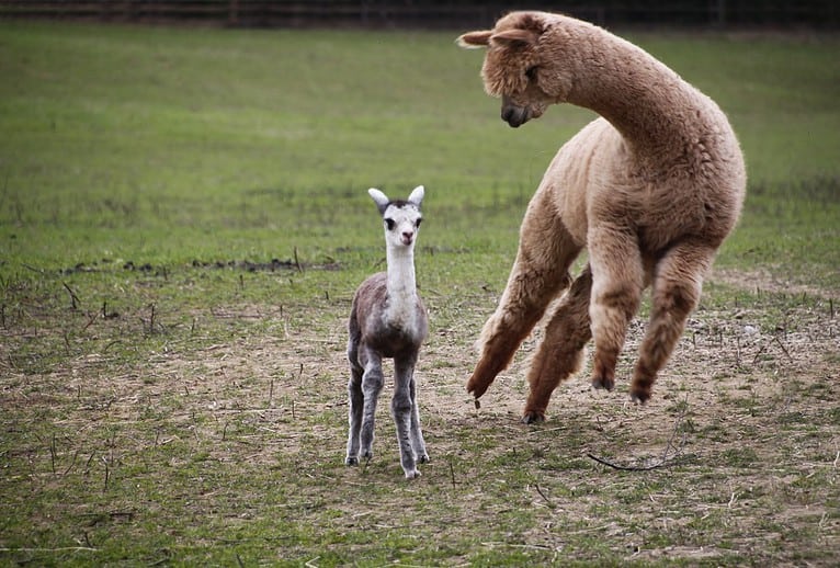 Baby Alpacas Are Even Softer and Cuter Than You Imagine - A-Z Animals