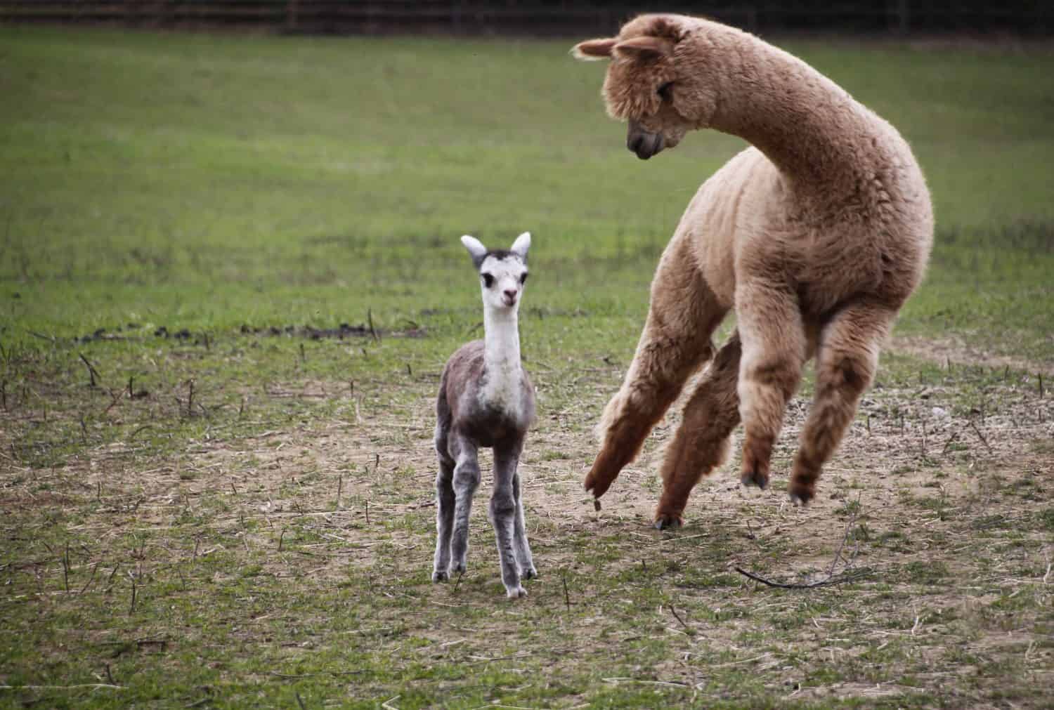 Alpaca cria baby surprise jump