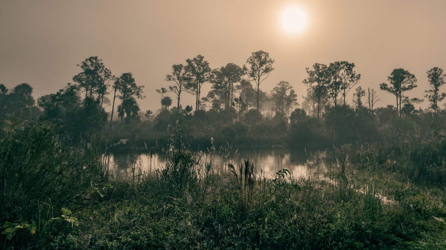 Foggy Morning in the Everglades Swamp | Big Cypress National Preserve, Florida, USA