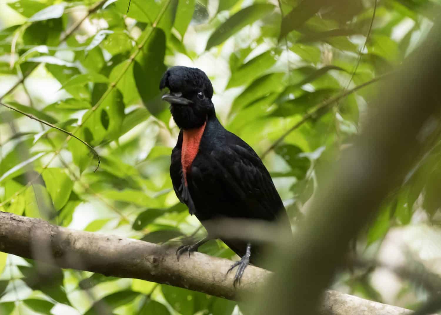 Bare-necked umbrellabird, male in a branch in a tree