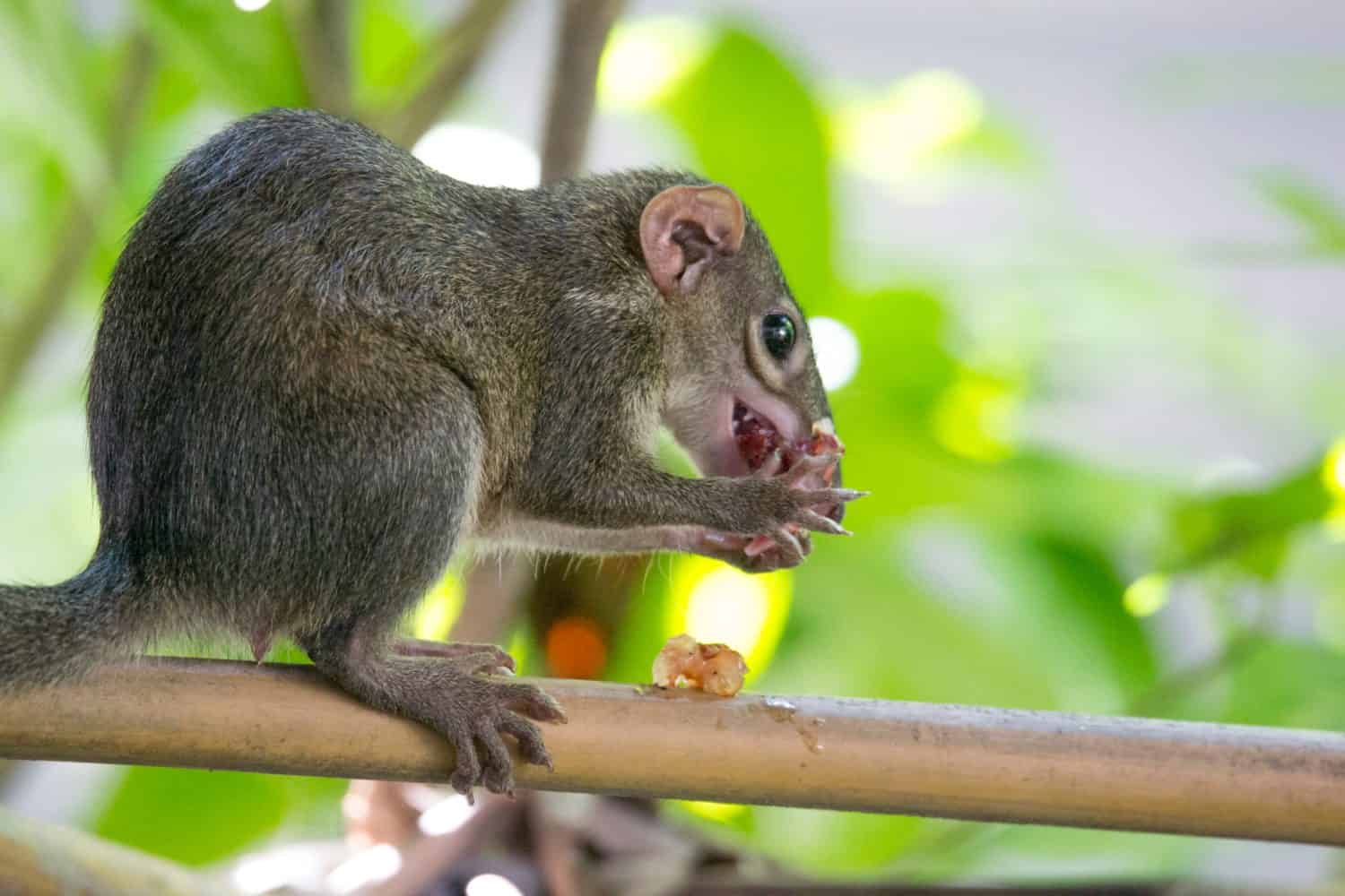 Treeshrews,Banxrings,Tupaiidae (Scandentia)and slender animals with long tails .Inability to gnaw fruit or hard bark like a squirrel It eats both plants and small animals such as insects or worms 