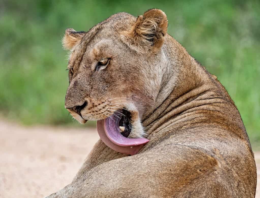 A female Lion grooming herself in Southern African savannah