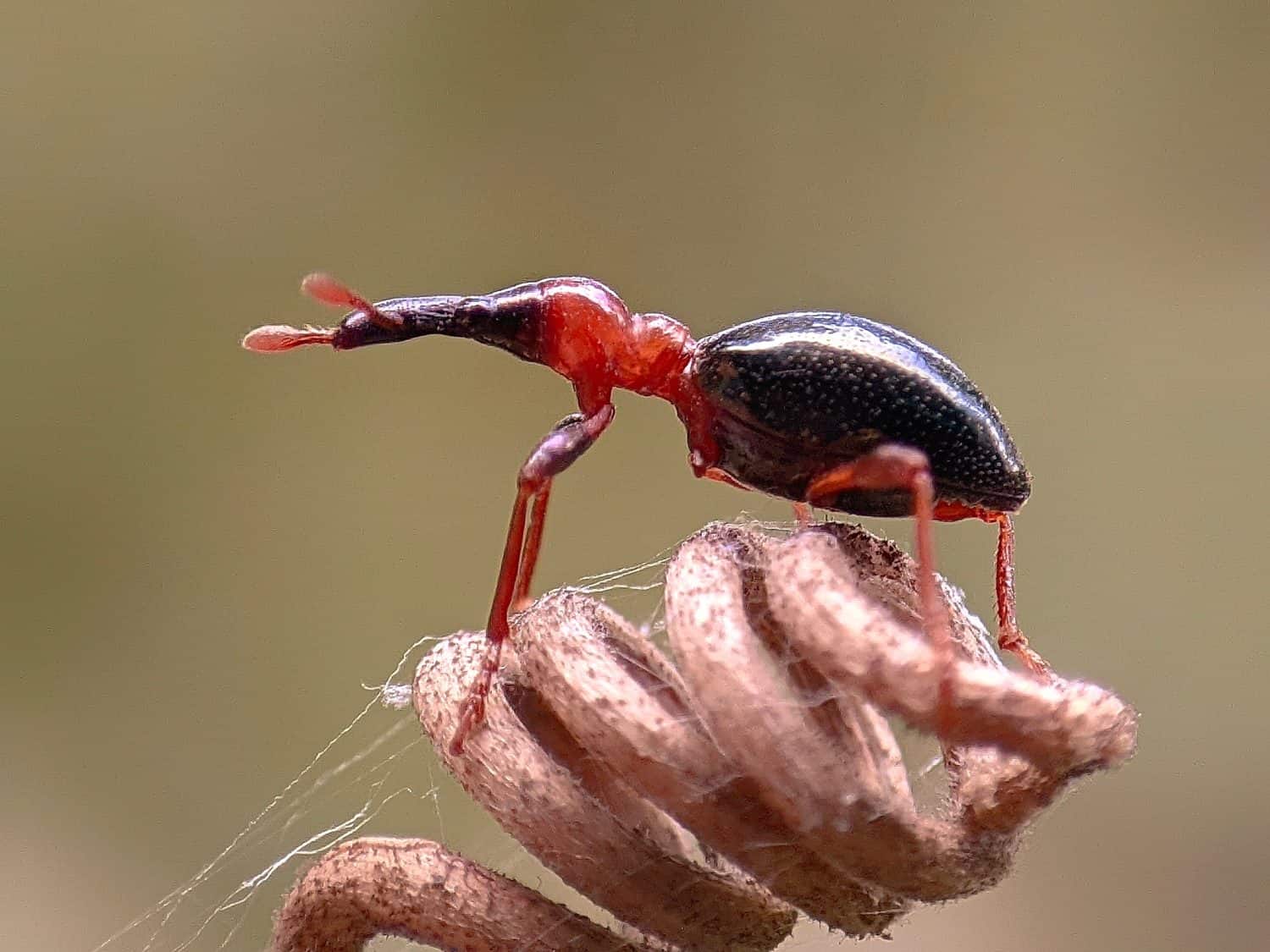 Sweet potato weevil resting on a plant vine 