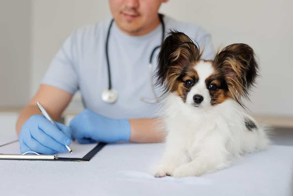 Close up of adorable healthy papillon dog looking to the camera, vet doctor writing prescription on the background