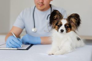 Fenbendazole Dosage Chart for Dogs: Risks, Side Effects, Dosage, and More Picture