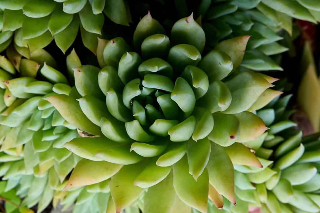 close up of green plant, close up of green succulent plant, villadia. orostachys japonica. succulent plant species with green petals and sharp tips.