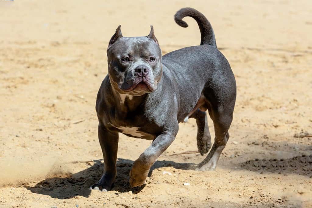 An American Bully dog is playing on the sand.