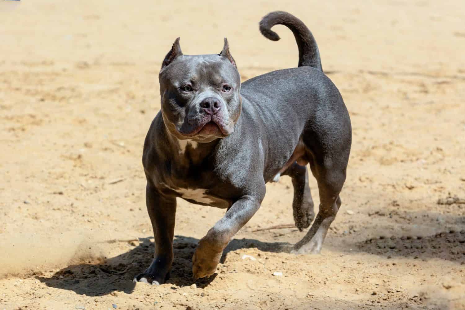 The 20 Best Toys For Your Pitbull A Z