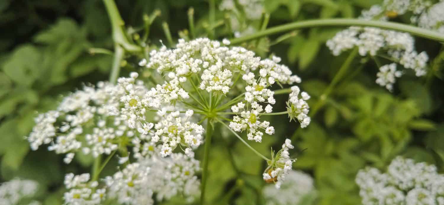 white fragrant tender flowers (Anthriscus sylvestris) in summer forest close-up