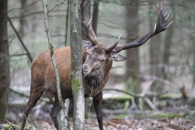 An adult male red deer with large antlers eats from a tree trunk and scrapes the bark of a tree with his teeth.