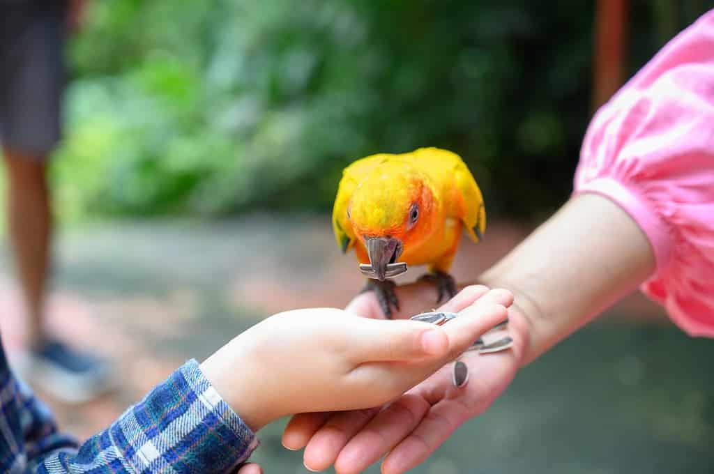 Sun conure parrot or Aratinga solstitialis colorful bird that eats sunflower seeds from the hand of mother and son. Bird lovers, International bird day concept