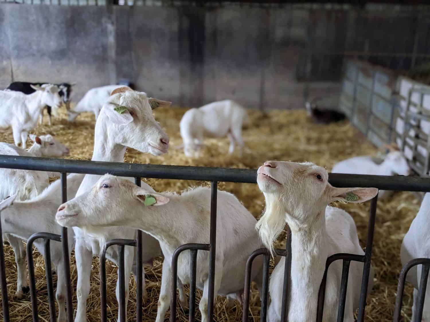 St Tola's Goat Cheese Farm in Ireland 