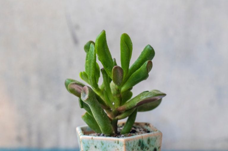 Money Tree Crassula Ogre ears. Monster. Sukulent. Bonsai style. Plant for home