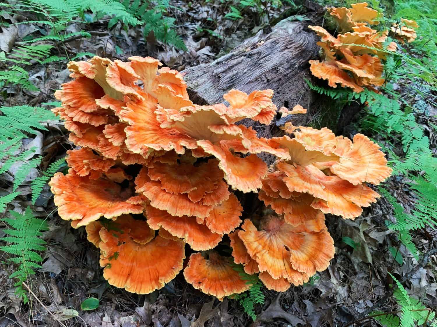 Chicken of the Woods mushroom (Sulfur Shelf) Part of the conks - polypore class of fungi. No skeletal hyphae making it edible. Deciduous forest growing. Laetiporus genus.