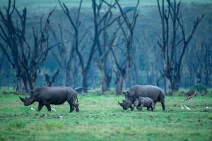 Male vs Female Rhinos: 7 Key Differences Picture