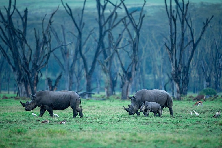 Southern white rhinos; male, female and a calf against a backdrop of acacia forest at Lake Nakuru National Park, Kenya