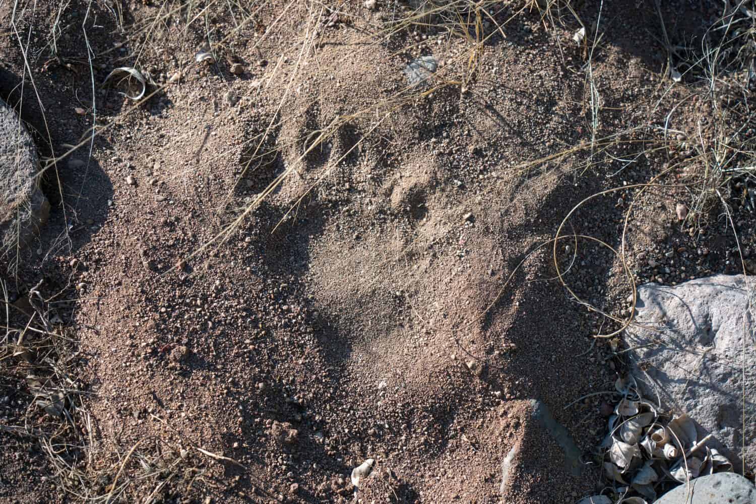 Black Bear Foot Print in Sand - New Mexico Wilderness and Animals