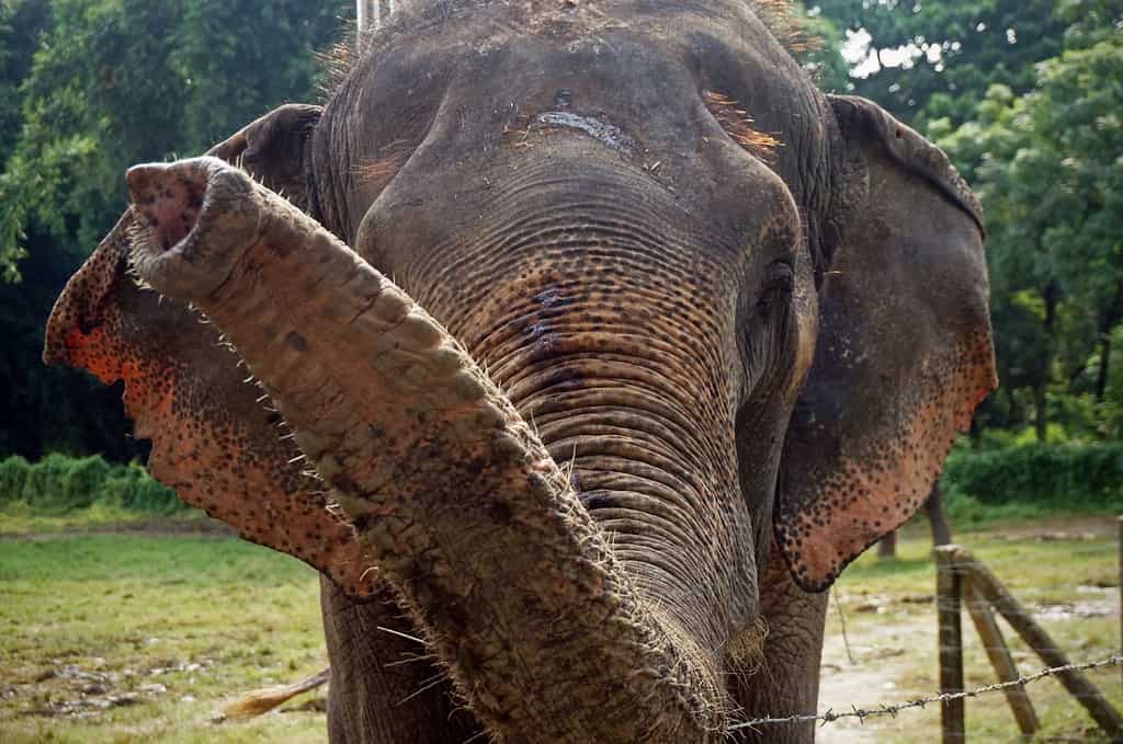 An Elephant Trunk Closeup Shot in Nepal