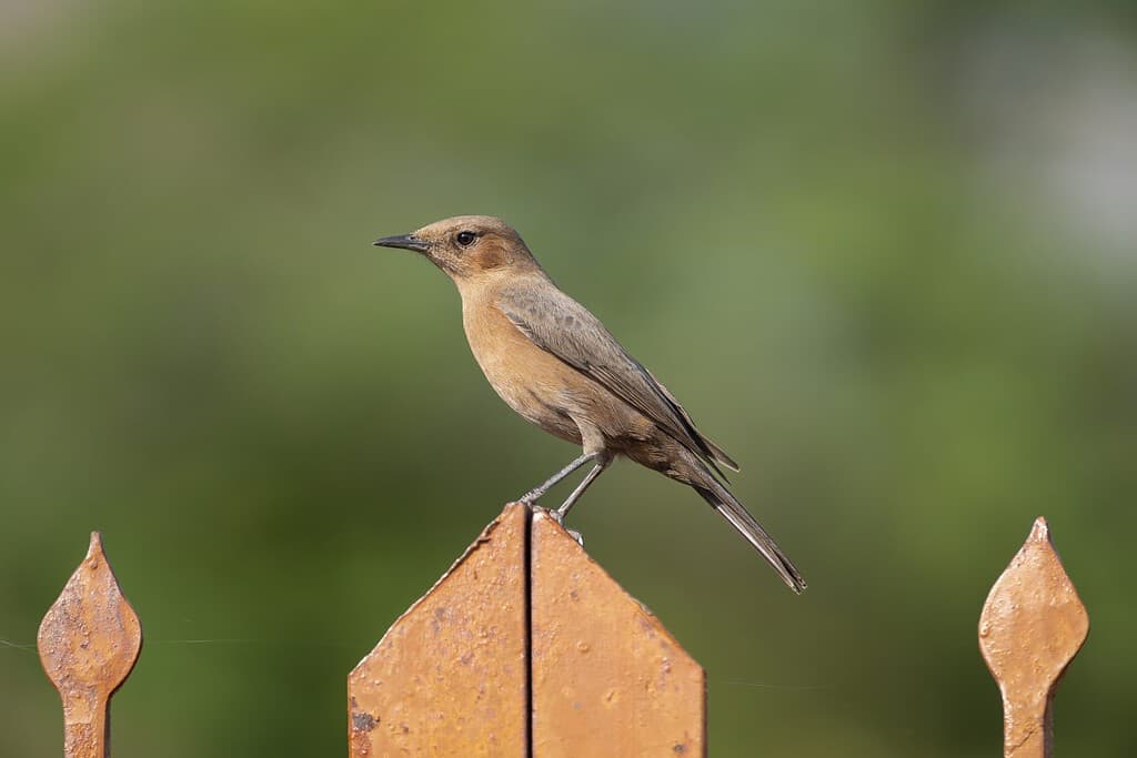 Brown rock chat, Indian chat - Oenanthe fusca on fence at green background. Photo from Ranthambore Fort in Rajasthan, India.