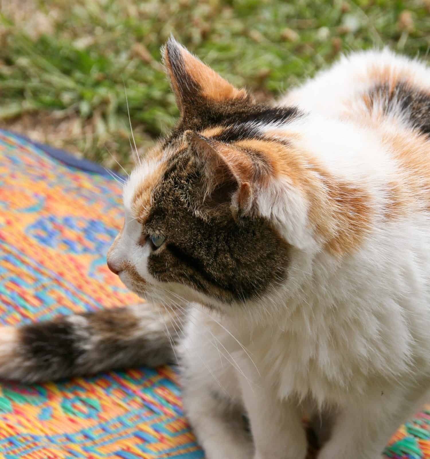 calico cat striking a majestic pose. This captivating image showcases the unique patterns and colors of the calico coat. Ideal for those seeking elegance and grace in feline photography