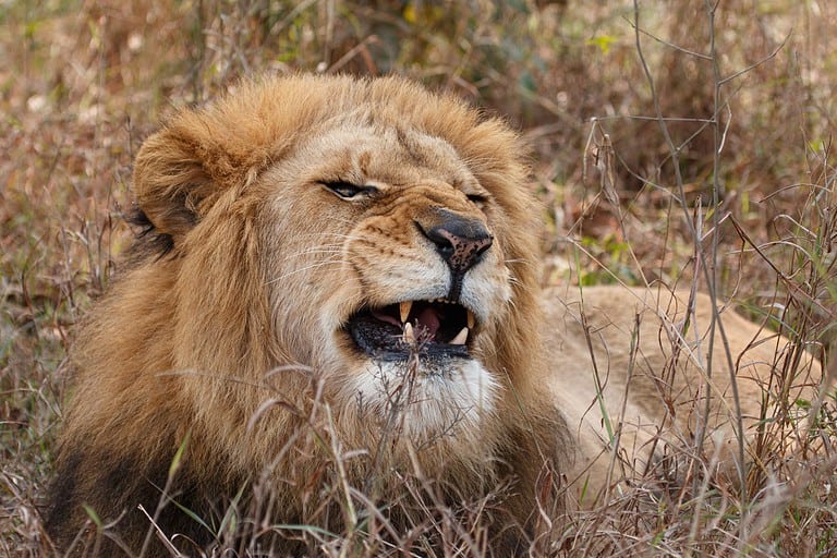Lion the king of the jungle captured during Safari.