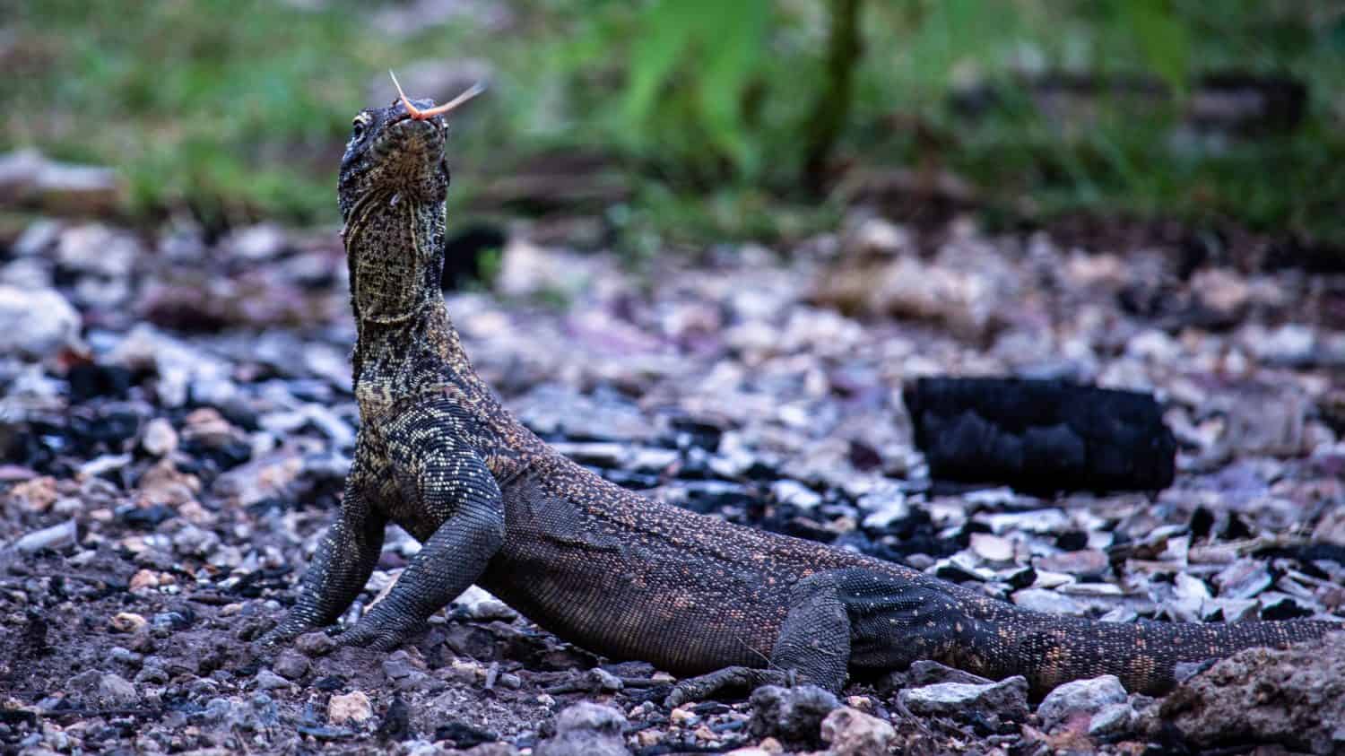Baby Komodo dragon in Indonesia
