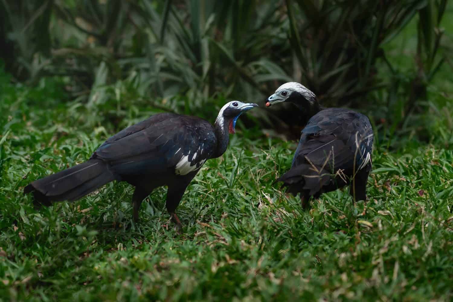 Red-throated Piping Guan pair eating (Pipile cujubi)