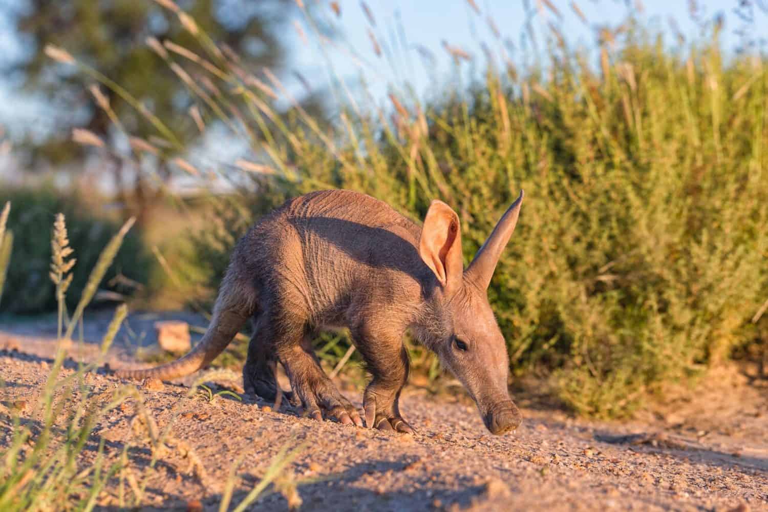 Young Aardvark(Orycteropus afer).Namibia Stock Photo