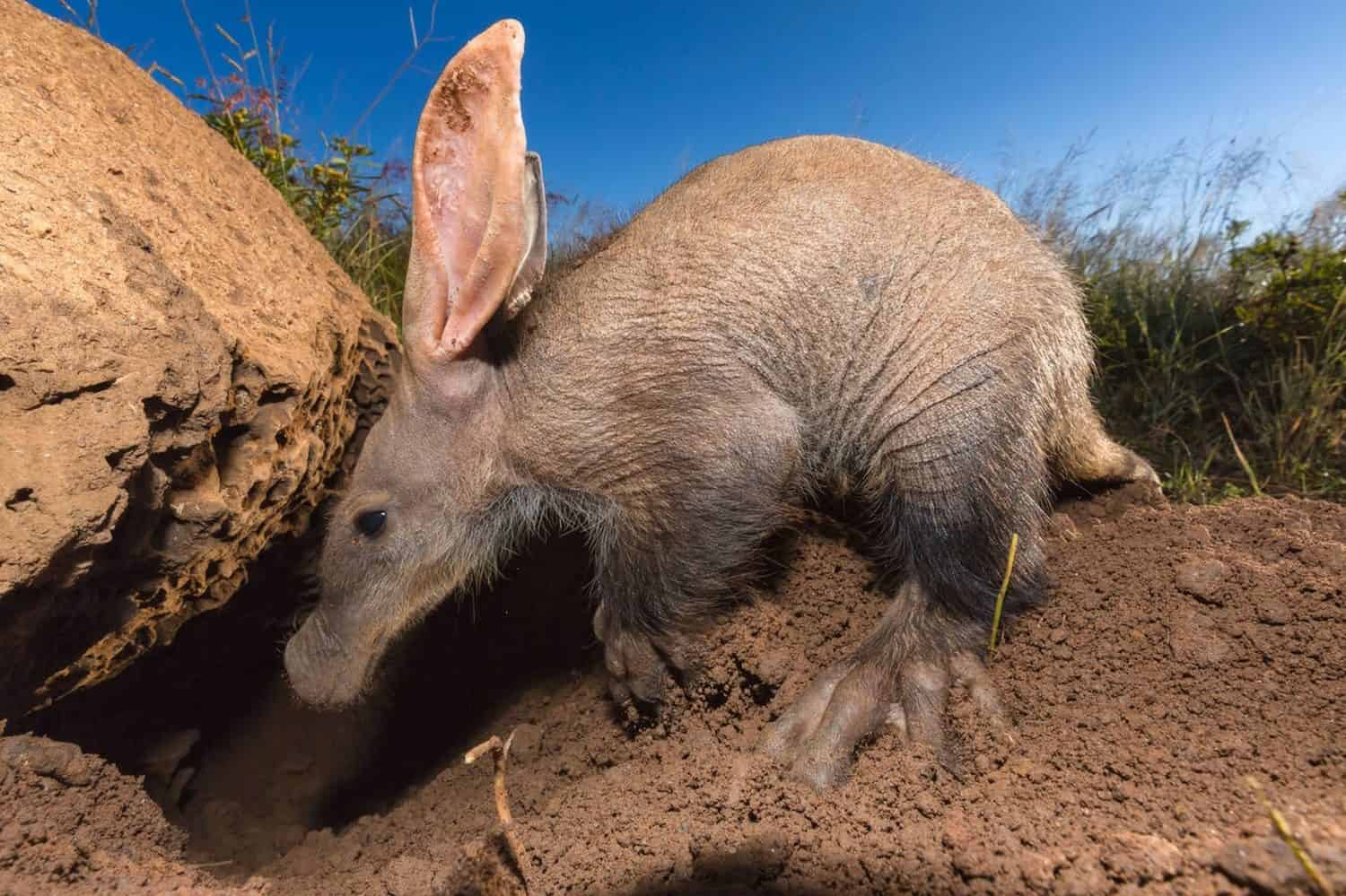 Young Aardvark(Orycteropus afer)looking for ants and termites.Namibia Stock Photo