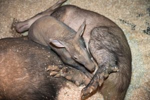 Baby Aardvark: 10 Pictures and 6 Amazing Facts Picture