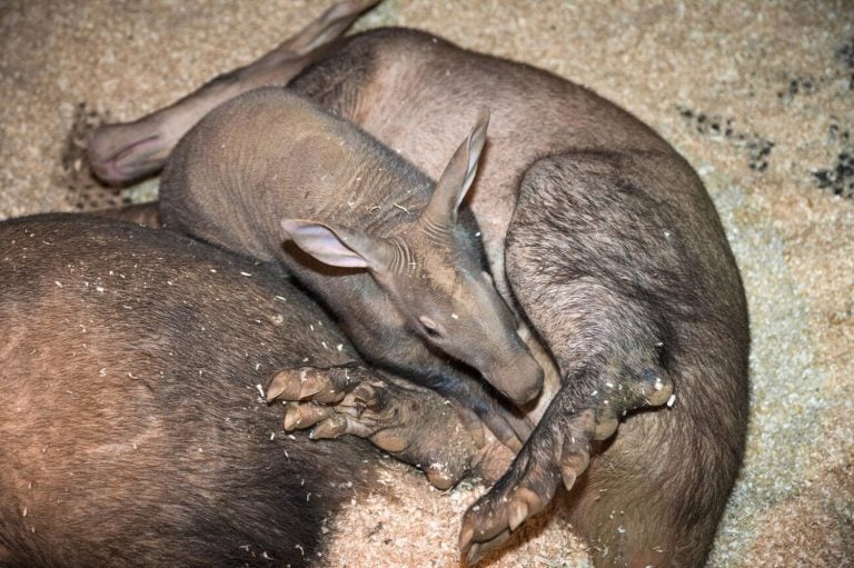 Aardvark (Orycteropus afer), six week old juvenile, Captive, Colchester Zoo, Essex, UK Stock Photo