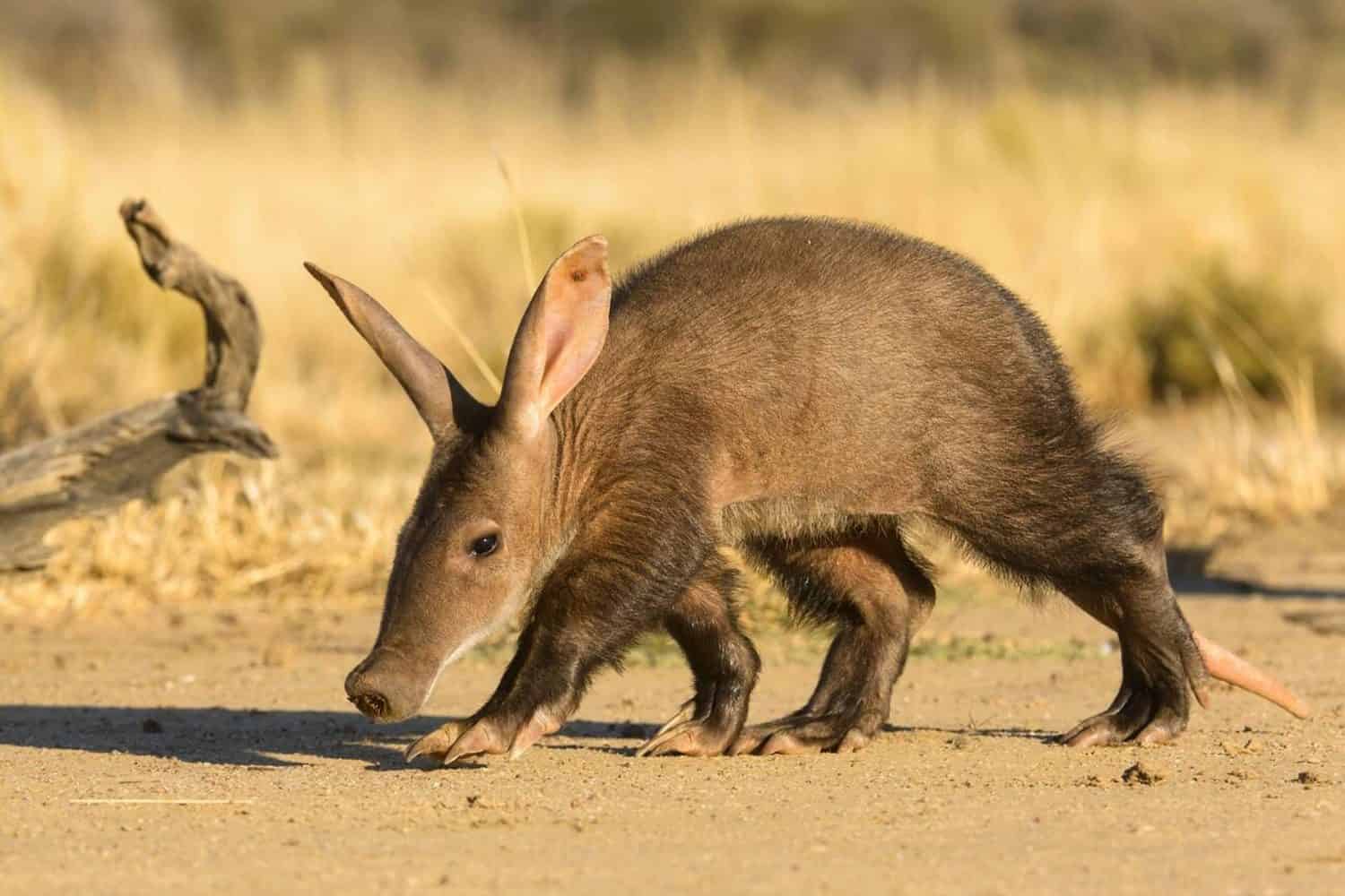 Aardvark (Orycteropus afer), young individual walking, Namibia. Captive, rescued individual Stock Photo