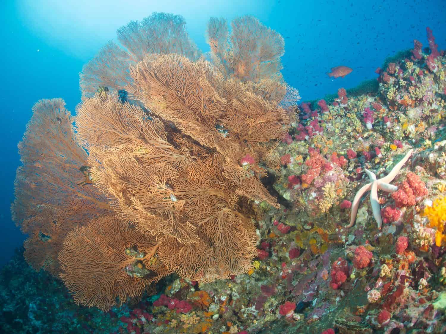 Giant Gorgonian Sea Fan Soft Corals Underwater. Coral Reef Life under Tropical Indo-Pacific Ocean.    
