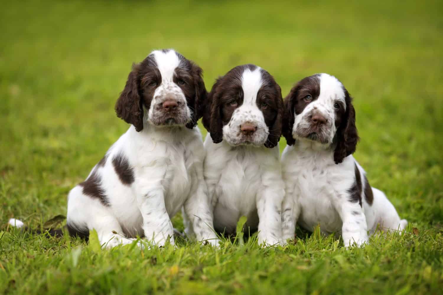 Three puppies on the grass