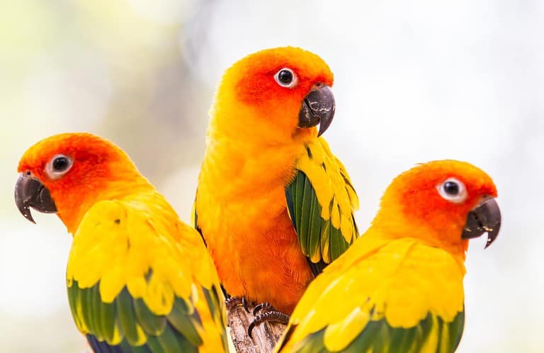 Sun Conure Parrots,
