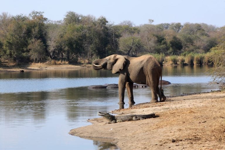 Elephant drinking water at Lake Panic with a crocodile and hippopotamuses nearby
