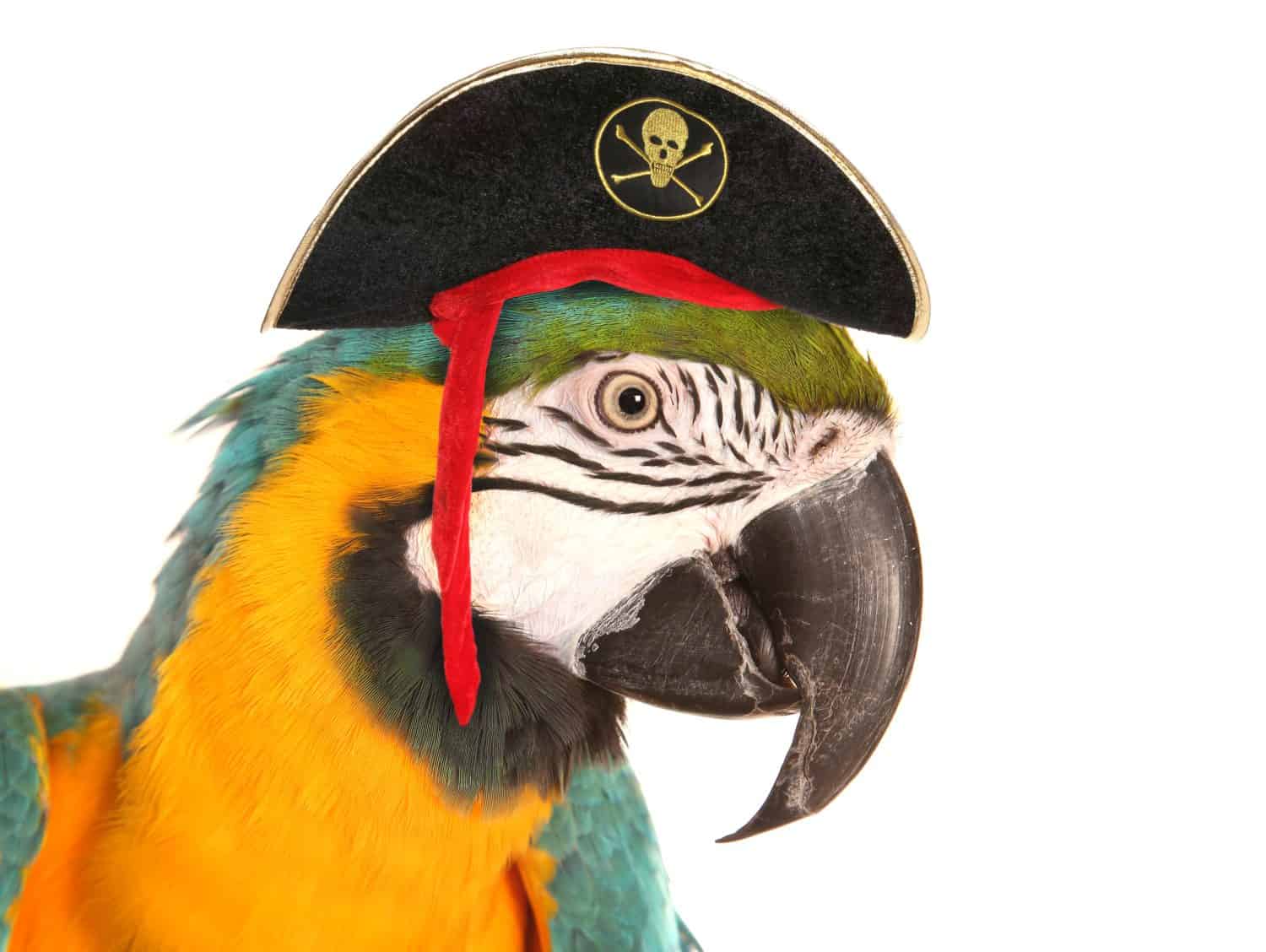 pirate macaw parrot studio cutout
