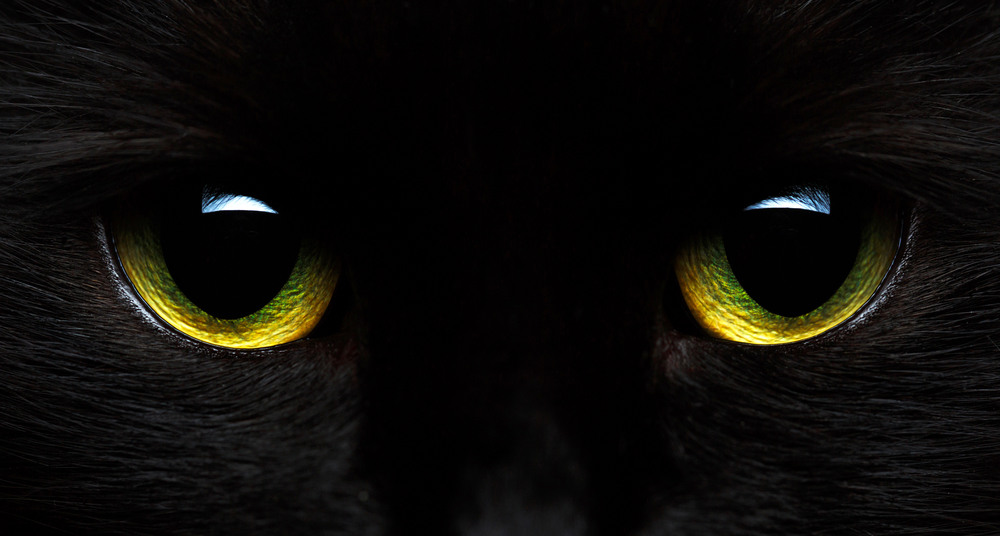 Yellow-green eyes of a black cat close-up