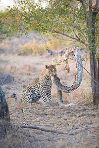 Hungry Leopard Attacks Nearby Python Picture